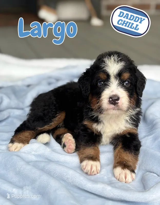Largo – Bernedoodle puppy for sale in Ladson, SC