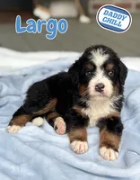 Largo, a male Bernedoodle for sale in Ladson, SC – 1 of 6