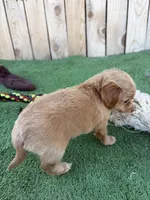 Bella, a female Miniature Dachshund for sale in Willcox, AZ – 2 of 3