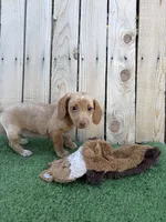 Queso, a male Miniature Dachshund for sale in Willcox, AZ – 4 of 4