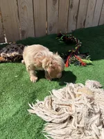 Lilly, a female Miniature Dachshund for sale in Willcox, AZ – 4 of 5