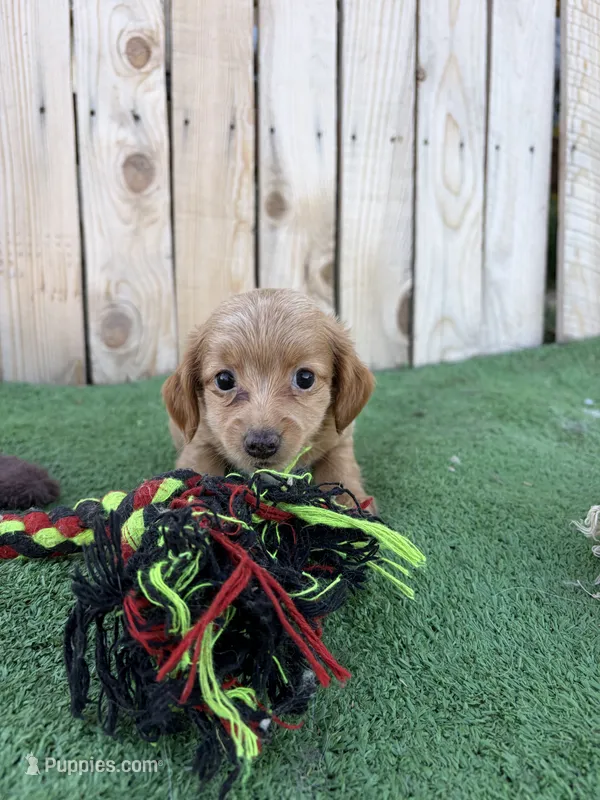 Bella – Miniature Dachshund puppy for sale in Willcox, AZ