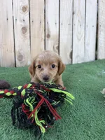 Bella, a female Miniature Dachshund for sale in Willcox, AZ – 1 of 3