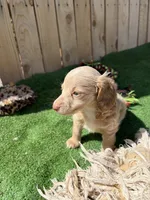 Lilly, a female Miniature Dachshund for sale in Willcox, AZ – 2 of 5