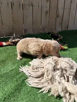 Lilly, a female Miniature Dachshund for sale in Willcox, AZ – 3 of 5