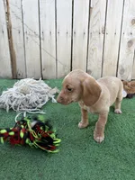 Queso, a male Miniature Dachshund for sale in Willcox, AZ – 3 of 4
