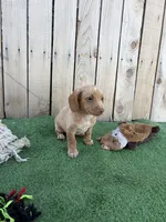 Queso, a male Miniature Dachshund for sale in Willcox, AZ – 2 of 4