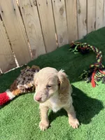 Lilly, a female Miniature Dachshund for sale in Willcox, AZ – 5 of 5