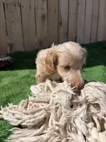 Lilly, a female Miniature Dachshund for sale in Willcox, AZ – 1 of 5