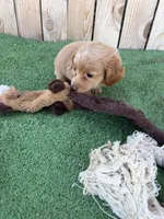Bella, a female Miniature Dachshund for sale in Willcox, AZ – 3 of 3