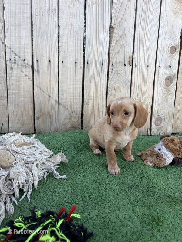 Queso – Miniature Dachshund puppy for sale in Willcox, AZ