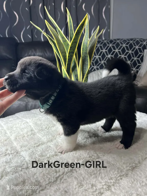 DarkGreen-Girl