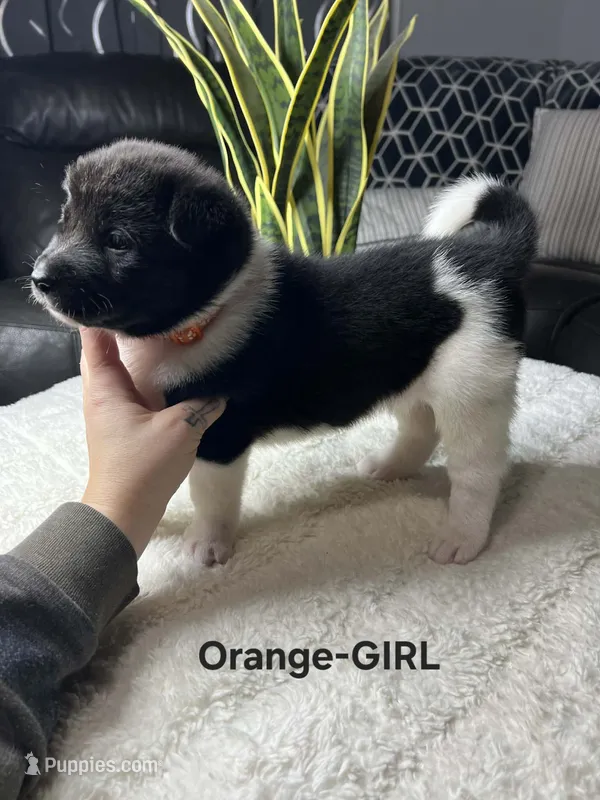 Orange-Girl