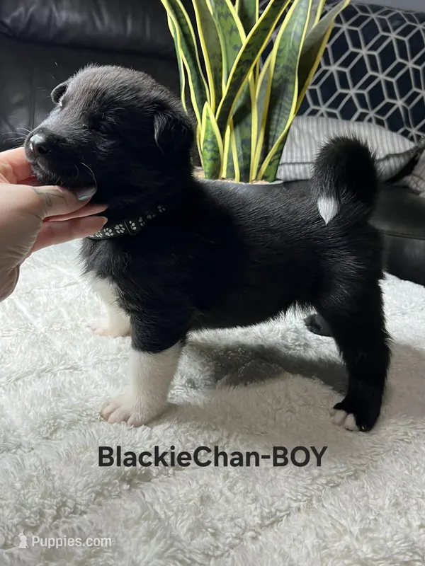 BlackieChan