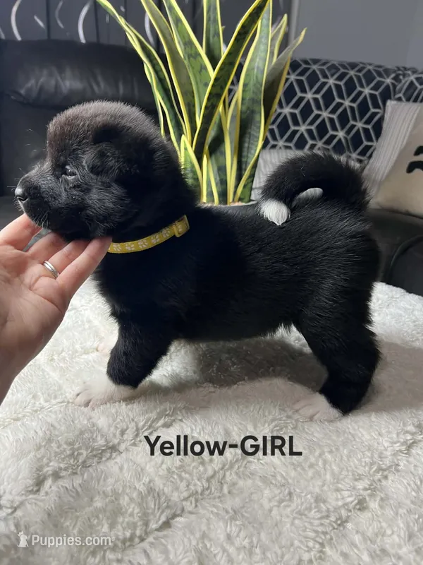 Yellow-Girl