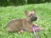 Lilac, a female German Shepherd Dog for sale in Pelkie, MI – 3 of 10