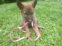Dark Pink, a female German Shepherd Dog for sale in Pelkie, MI – 2 of 8
