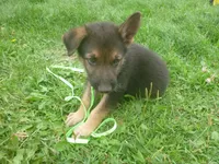 Bright Green, a male German Shepherd Dog for sale in Pelkie, MI – 2 of 10