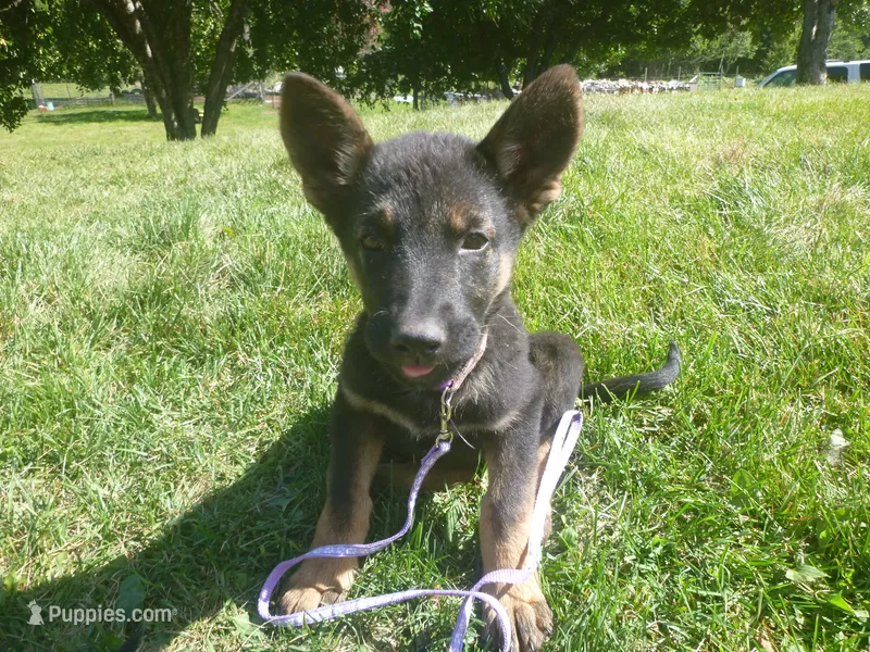 Light Purple – German Shepherd Dog puppy for sale in Pelkie, MI