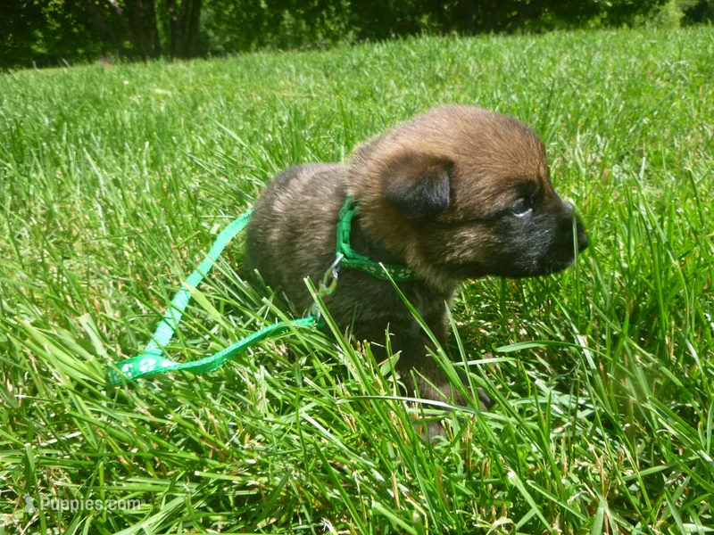 Dark Green – German Shepherd Dog puppy for sale in Pelkie, MI
