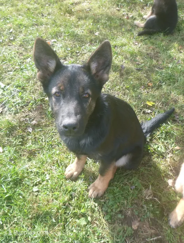 Light Purple – German Shepherd Dog puppy for sale in Pelkie, MI