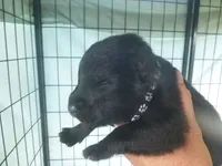 Black, a male German Shepherd Dog for sale in Pelkie, MI – 2 of 6