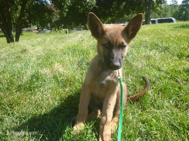 Dark Green – German Shepherd Dog puppy for sale in Pelkie, MI