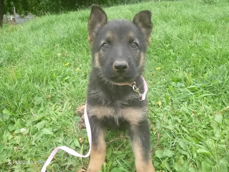 Light Pink – German Shepherd Dog puppy for sale in Pelkie, MI