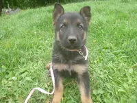 Light Pink, a female German Shepherd Dog for sale in Pelkie, MI – 1 of 9