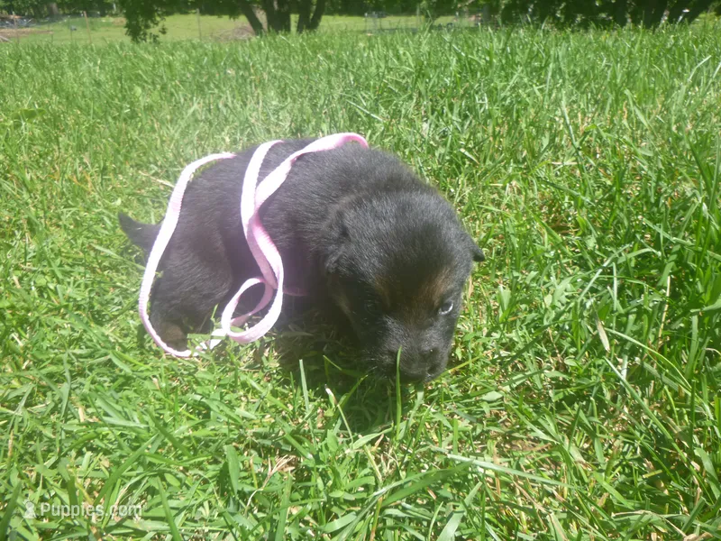 Light Pink – German Shepherd Dog puppy for sale in Pelkie, MI
