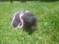 Light Pink, a female German Shepherd Dog for sale in Pelkie, MI – 5 of 9