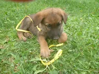 Yellow, a female German Shepherd Dog for sale in Pelkie, MI – 3 of 10