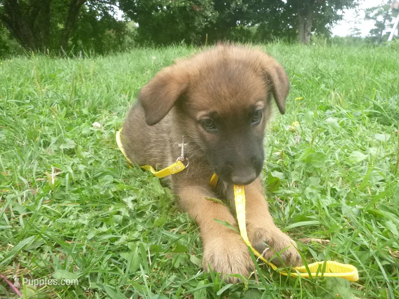 Yellow – German Shepherd Dog puppy on hold in Pelkie, MI