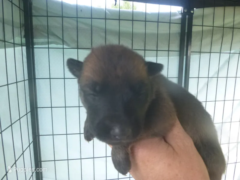 Dark Pink – German Shepherd Dog puppy for sale in Pelkie, MI