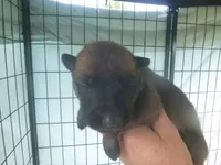 Dark Pink, a female German Shepherd Dog for sale in Pelkie, MI – 1 of 4