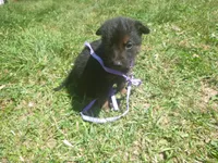 Light Purple, a female German Shepherd Dog for sale in Pelkie, MI – 4 of 9