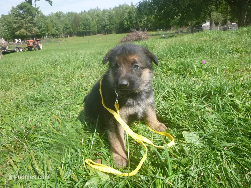 Yellow – German Shepherd Dog puppy for sale in Pelkie, MI