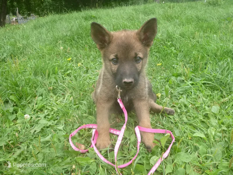 Dark Pink – German Shepherd Dog puppy for sale in Pelkie, MI