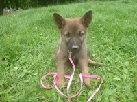 Dark Pink, a female German Shepherd Dog for sale in Pelkie, MI – 1 of 8