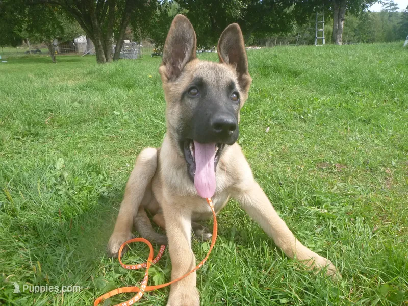 Orange – German Shepherd Dog puppy for sale in Pelkie, MI