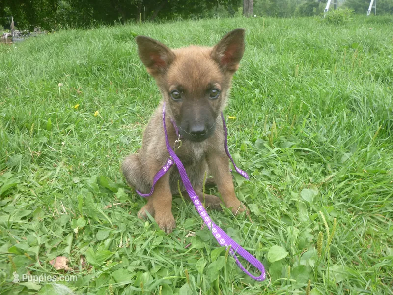 Lilac – German Shepherd Dog puppy for sale in Pelkie, MI