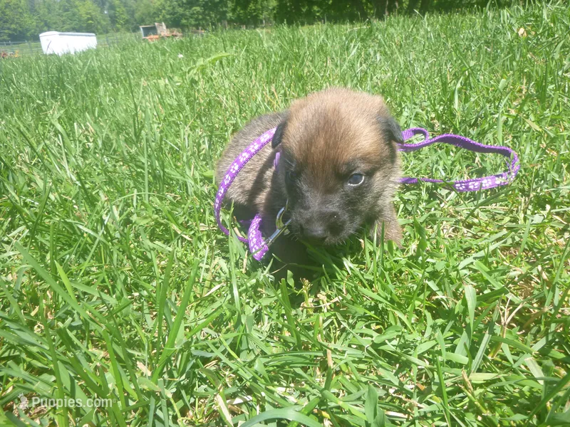 Dark Purple – German Shepherd Dog puppy for sale in Pelkie, MI