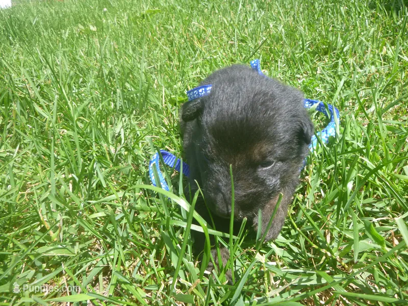 Dark Blue – German Shepherd Dog puppy for sale in Pelkie, MI