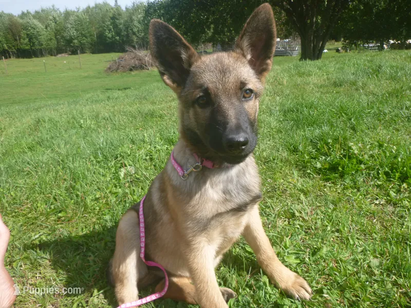 Dark Pink – German Shepherd Dog puppy for sale in Pelkie, MI