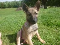 Dark Pink, a female German Shepherd Dog for sale in Pelkie, MI – 1 of 9
