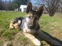 Zeus, a male German Shepherd Dog for sale in Pelkie, MI – 1 of 10