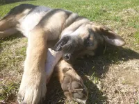 Zeus, a male German Shepherd Dog for sale in Pelkie, MI – 3 of 10