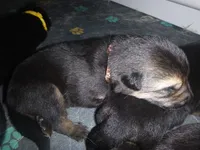 Brown, a male German Shepherd Dog for sale in Pelkie, MI – Photo 8 of 10