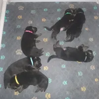 Brown, a male German Shepherd Dog for sale in Pelkie, MI – Photo 6 of 10