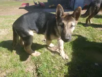 Zeus, a male German Shepherd Dog for sale in Pelkie, MI – 5 of 10